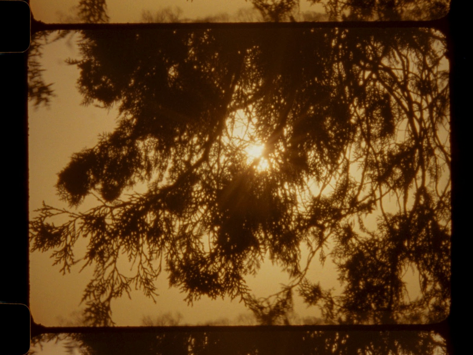 Digitized filmic image. Sun through three branches.